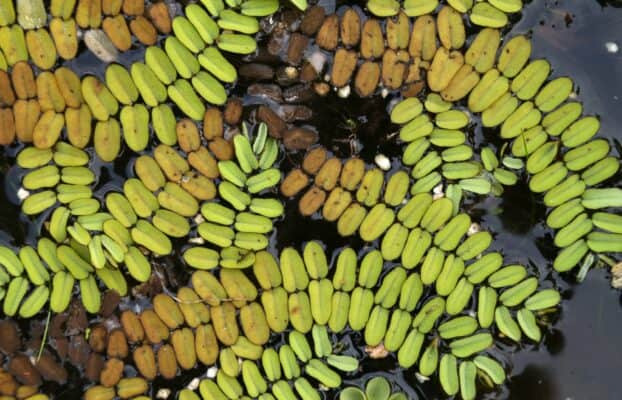 The Invasive Fern That Science Misidentified for Decades