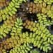 Close-up of floating aquatic fern fronds with green and brown segments on water surface.