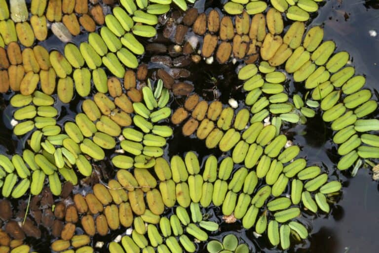 The Invasive Fern That Science Misidentified for Decades