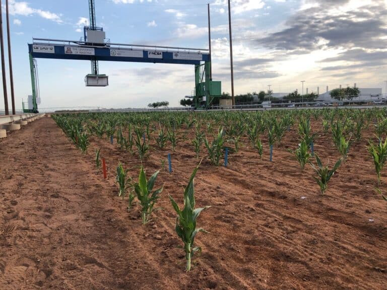Connecting surface-level observations with molecular-level data uncovers a conserved plant stress coping mechanism