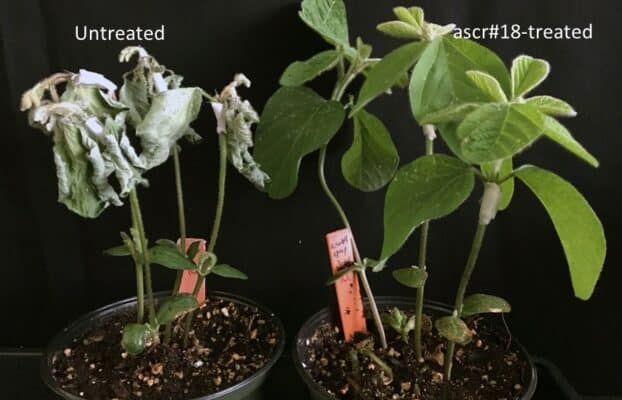 Primed and Ready to Fight: A Nematode Pheromone Arms Plants to Battle Pathogens