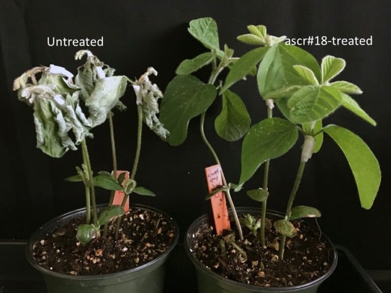 Primed and Ready to Fight: A Nematode Pheromone Arms Plants to Battle Pathogens