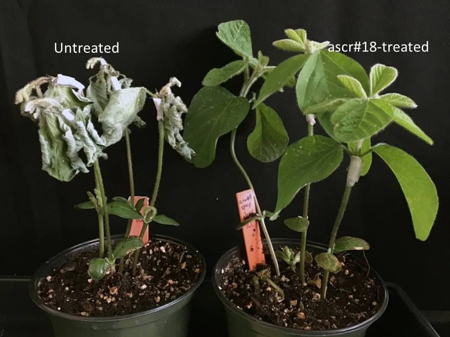 Primed and Ready to Fight: A Nematode Pheromone Arms Plants to Battle Pathogens