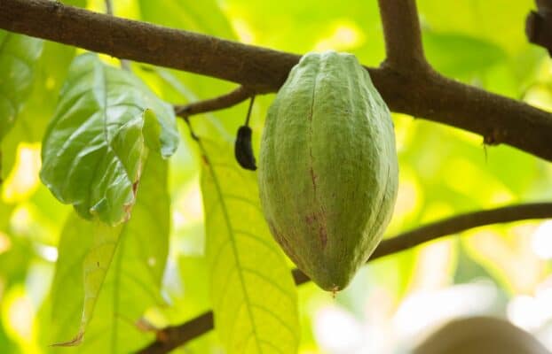 The Andes were supposed to stop this cacao killer. They didn’t.
