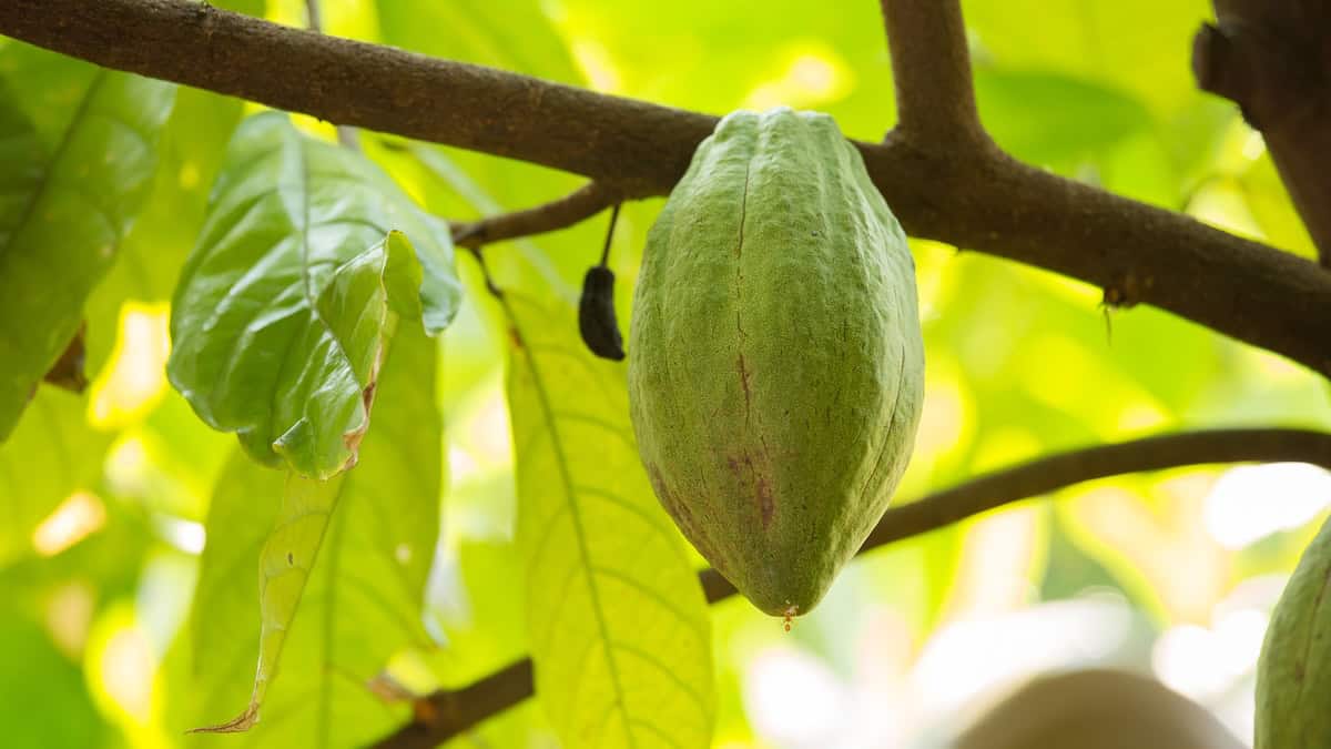 The Andes were supposed to stop this cacao killer. They didn’t.