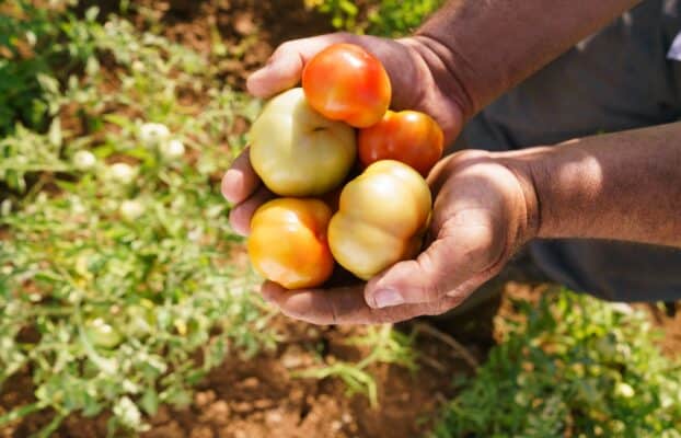 Wild Tomatoes Still Hold the Flavor We Bred Away: New Map Shows Breeders Where to Look