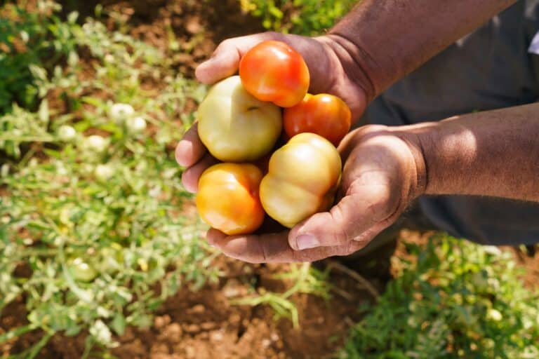 Wild Tomatoes Still Hold the Flavor We Bred Away: New Map Shows Breeders Where to Look