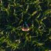 A person standing in a lush green cornfield, viewed from above during daylight.