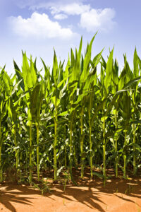 Maize Growing in a Field