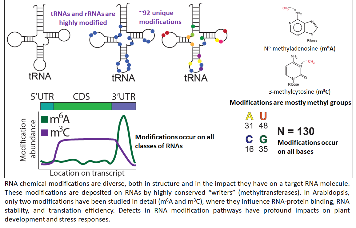 RNA Chemical Modifications