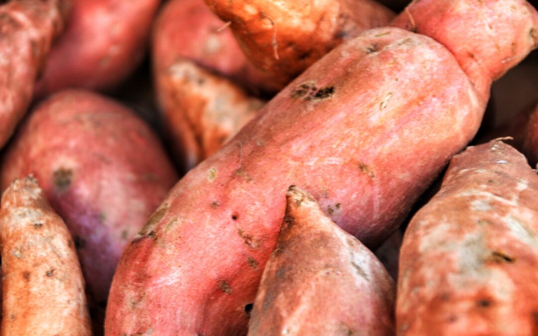 Study Reveals Role of Allele Dosage in Improving Sweetpotato Traits