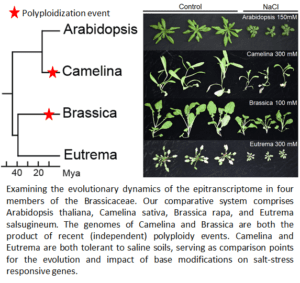 Comparative analysis of stress-induced RNA modifications in the mustard (Brassicaceae) lineage.