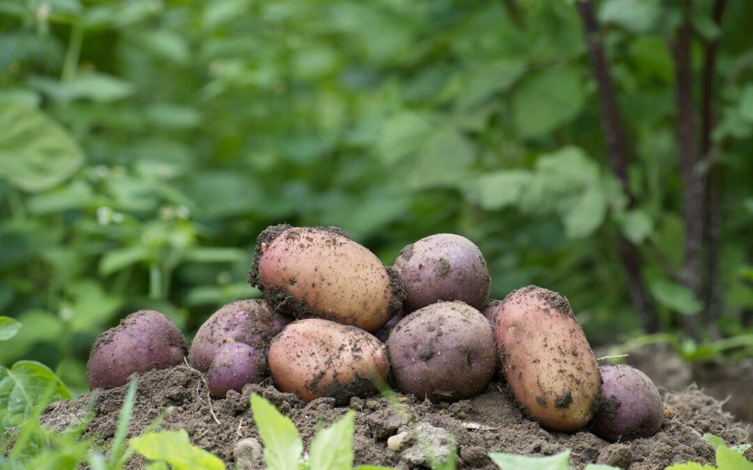Unraveling the Origin and Global Spread of the Potato Blight Pathogen