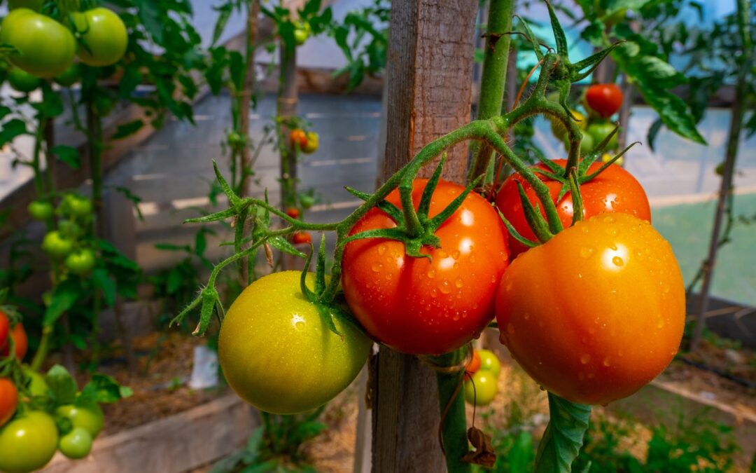 Plant Warfare: The Crucial Function of Nrc Proteins in Tomato Defense Mechanisms