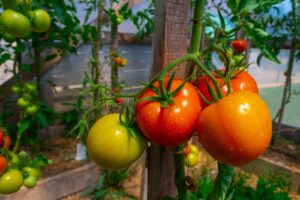 beautiful-tomatoes-plant-on-branch-in-green-house-in-foreground