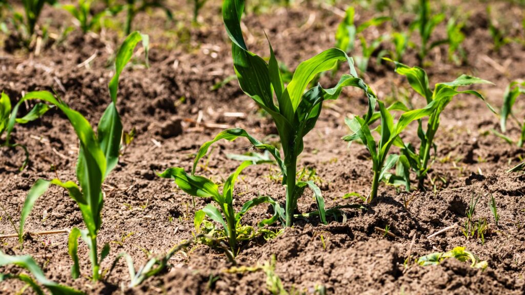 close up of young corn plants growing in a field