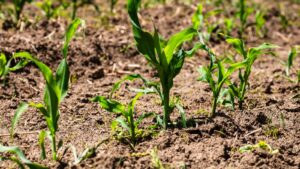 close up of young corn plants growing in a field