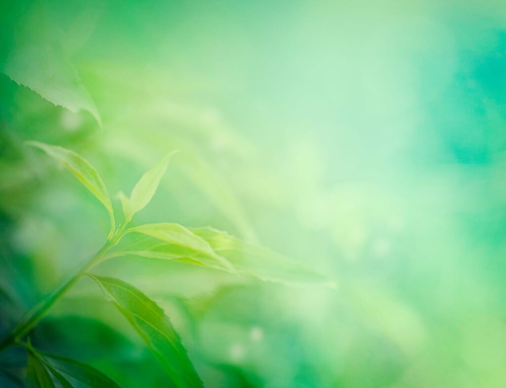 closeup of leaf with green background