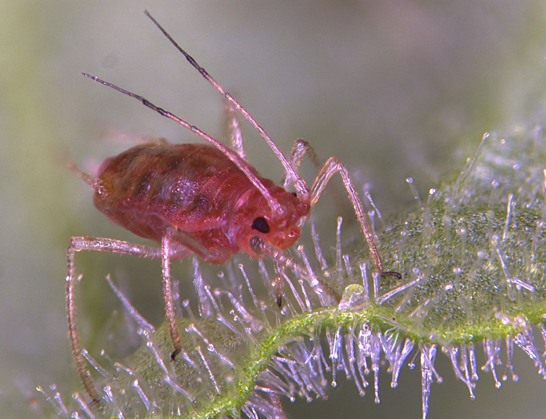 A red aphid among the microscopic trichomes of a leaf.
