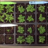 Plants growing in a tray