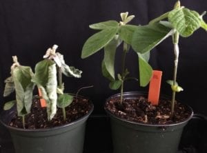 Soybean plants growing in pots