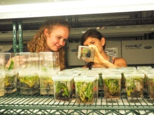 Picture of Zoe Dubrow and Autumn Hurd looking at banana plants in Transformation facility at Cornell University