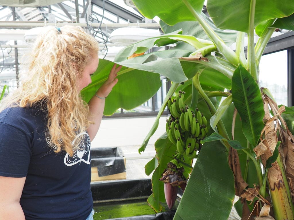 Picture of Autumn Hurd with banana plant in greenhouse at Cornell University