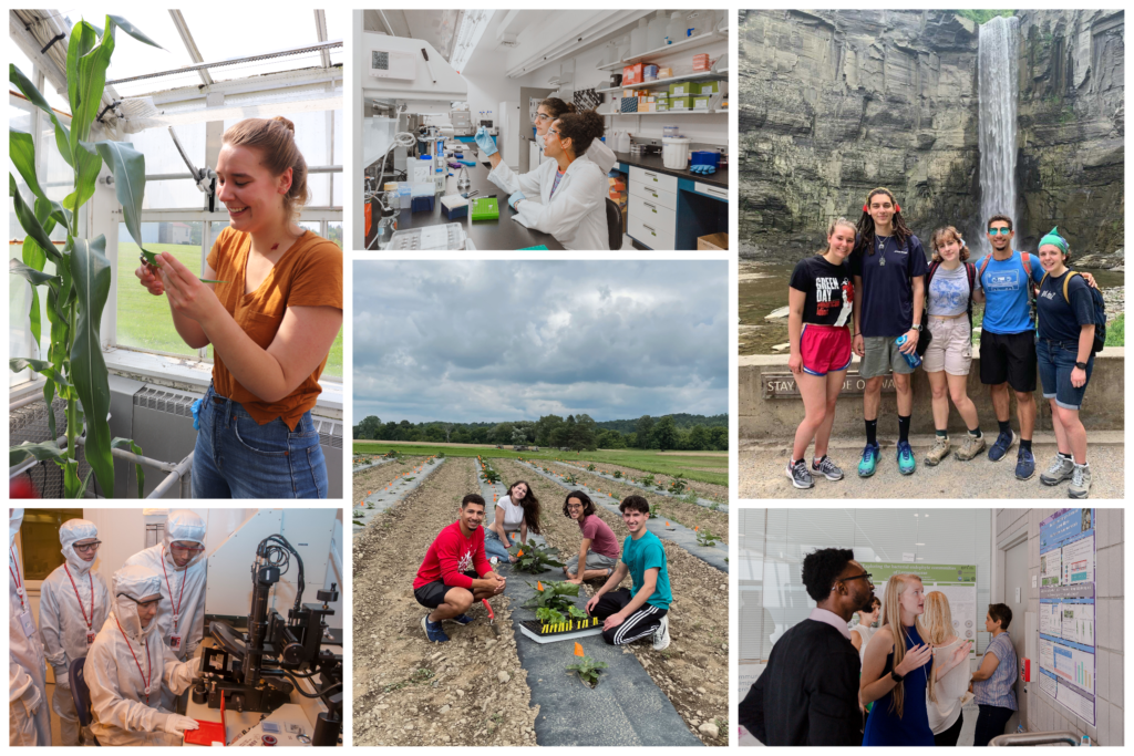 A collage of BTI Interns working in the field and in the lab
