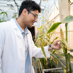 Umer Shah looks at corn in the greenhouse