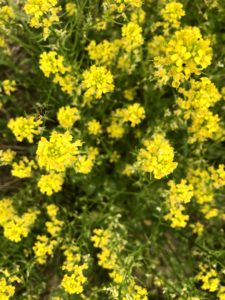 Barbarea vulgaris, yellow flowers