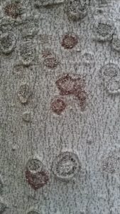 A close up of a tree with Beech Bark Disease