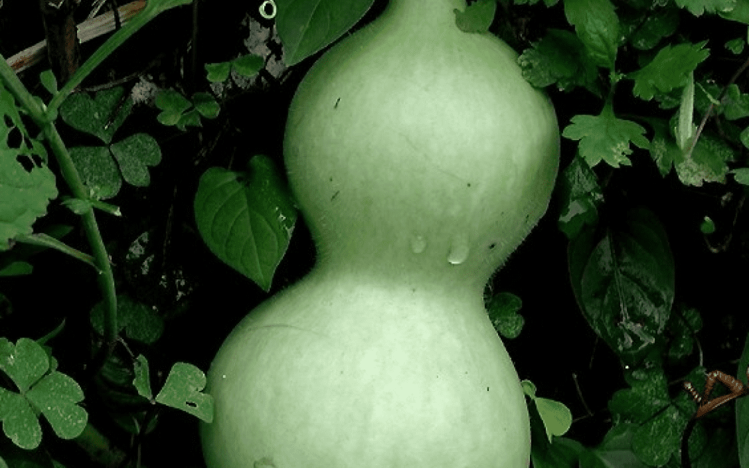 Bottle gourd genome provides insight on evolutionary history and genetic relationships of cucurbit crops