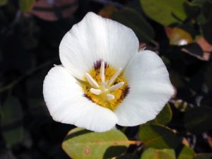 Calochortus leichtlinii flower closeup