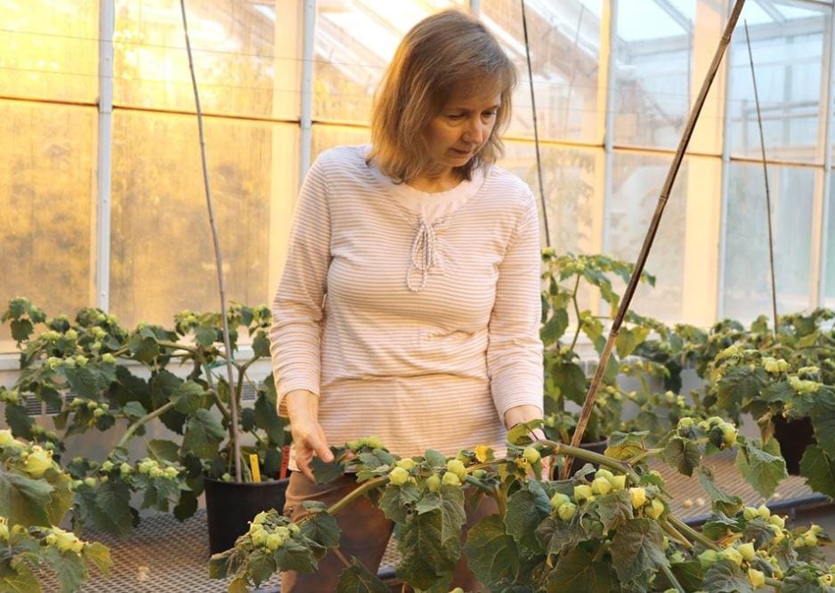 Joyce Van Eck in a greenhouse looking at Pysalis plants
