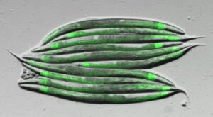Transgenic animals expressing a green fluorescent protein