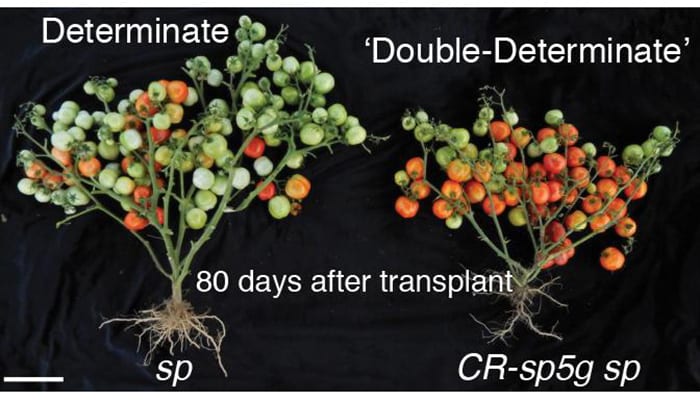 Improving on a much-loved variety of cherry tomato (left), the team used gene editing to get ripe fruit two weeks earlier (right).(Image courtesy of Lippman lab/CHSL)