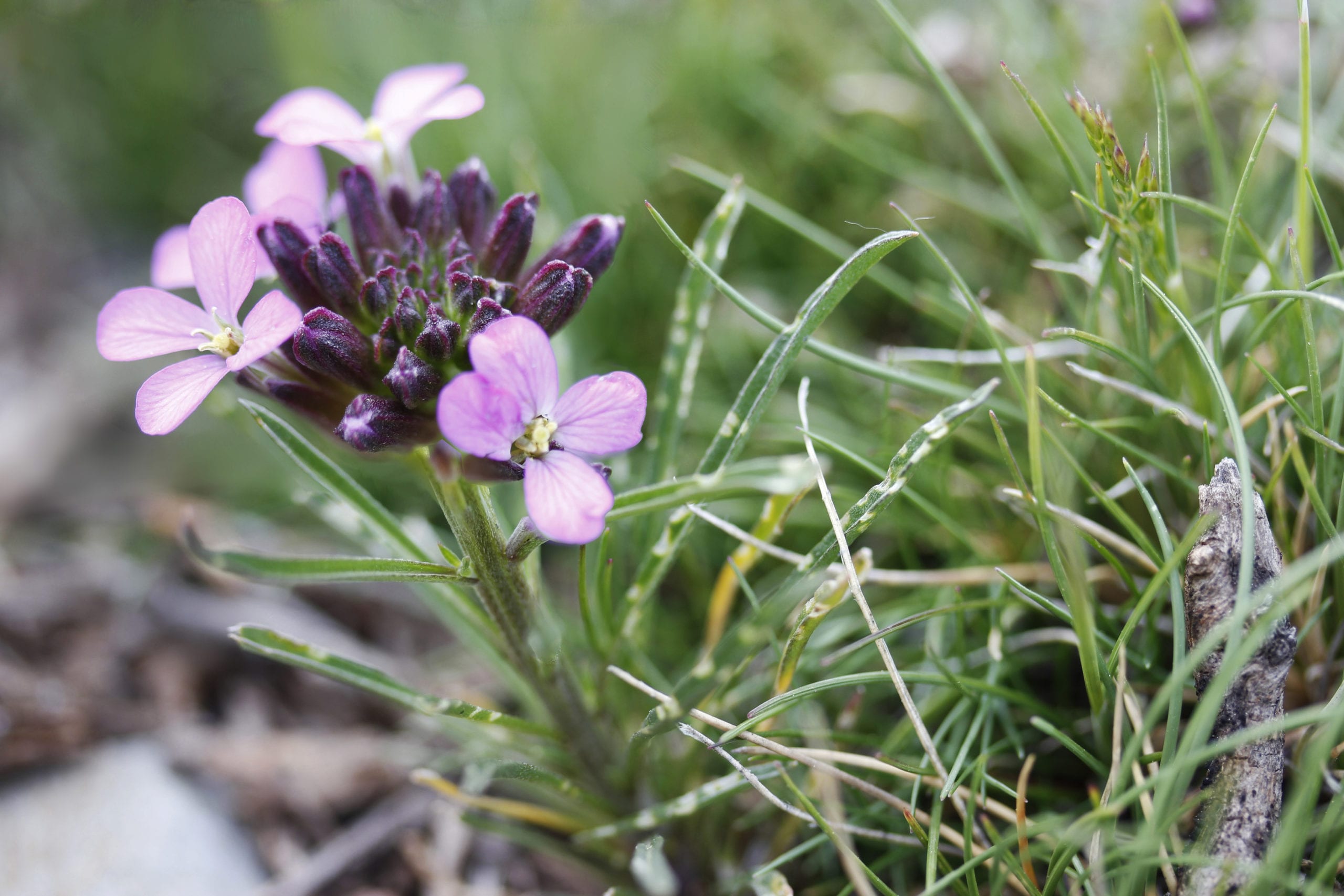 A close up picture of Erysimum baeticum, a wallflower from the Sierra Nevada mountains in Spain. On the left side of the picture are the purple flowers with four petals each, underneath of which is visible damage to its leaves caused by local insects. On the right side is grass and a twig.