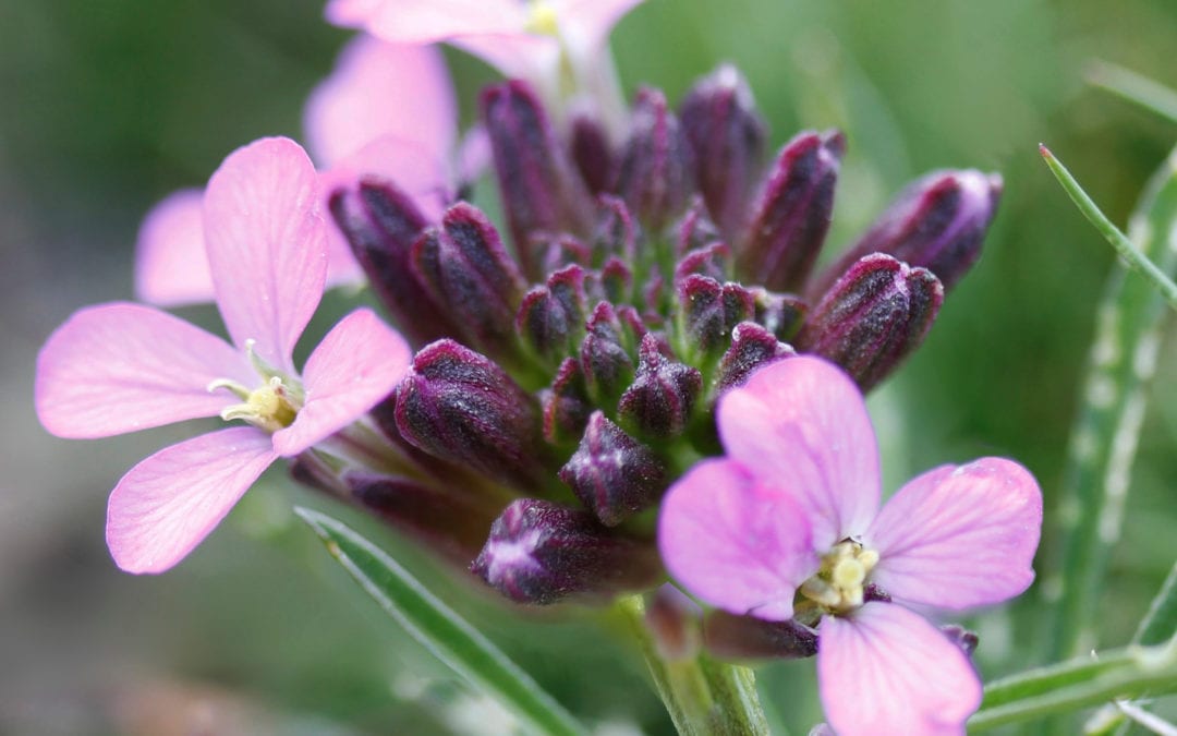 Wallflowers Could Lead to New Drugs
