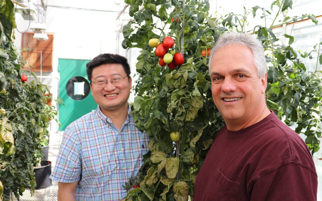 BTI Scientists Create New Genomic Resource for Improving Tomatoes