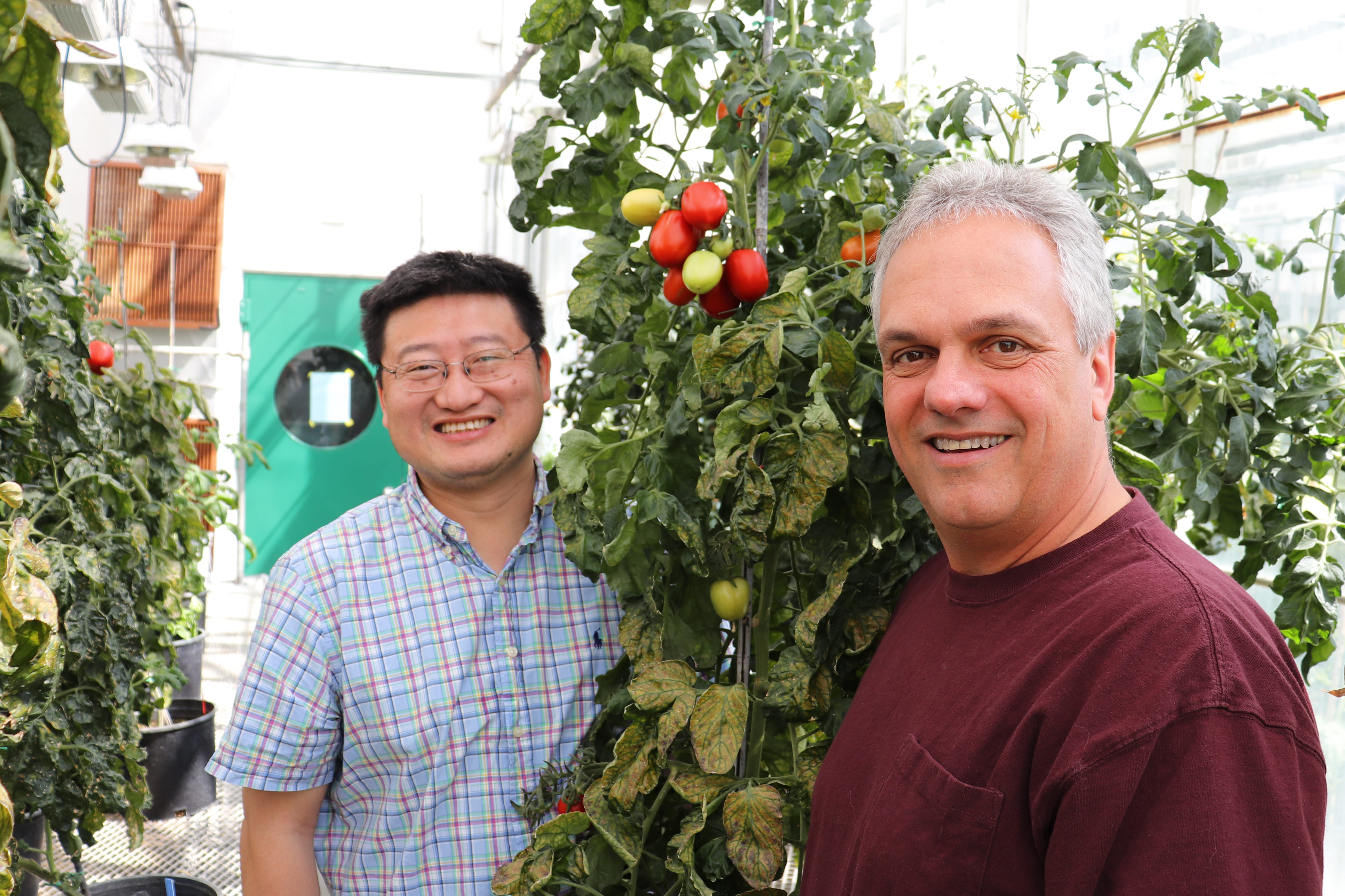 Zhangjun Fei and James Giovannoni stand by a tomato plant in a BTI greenhouse.