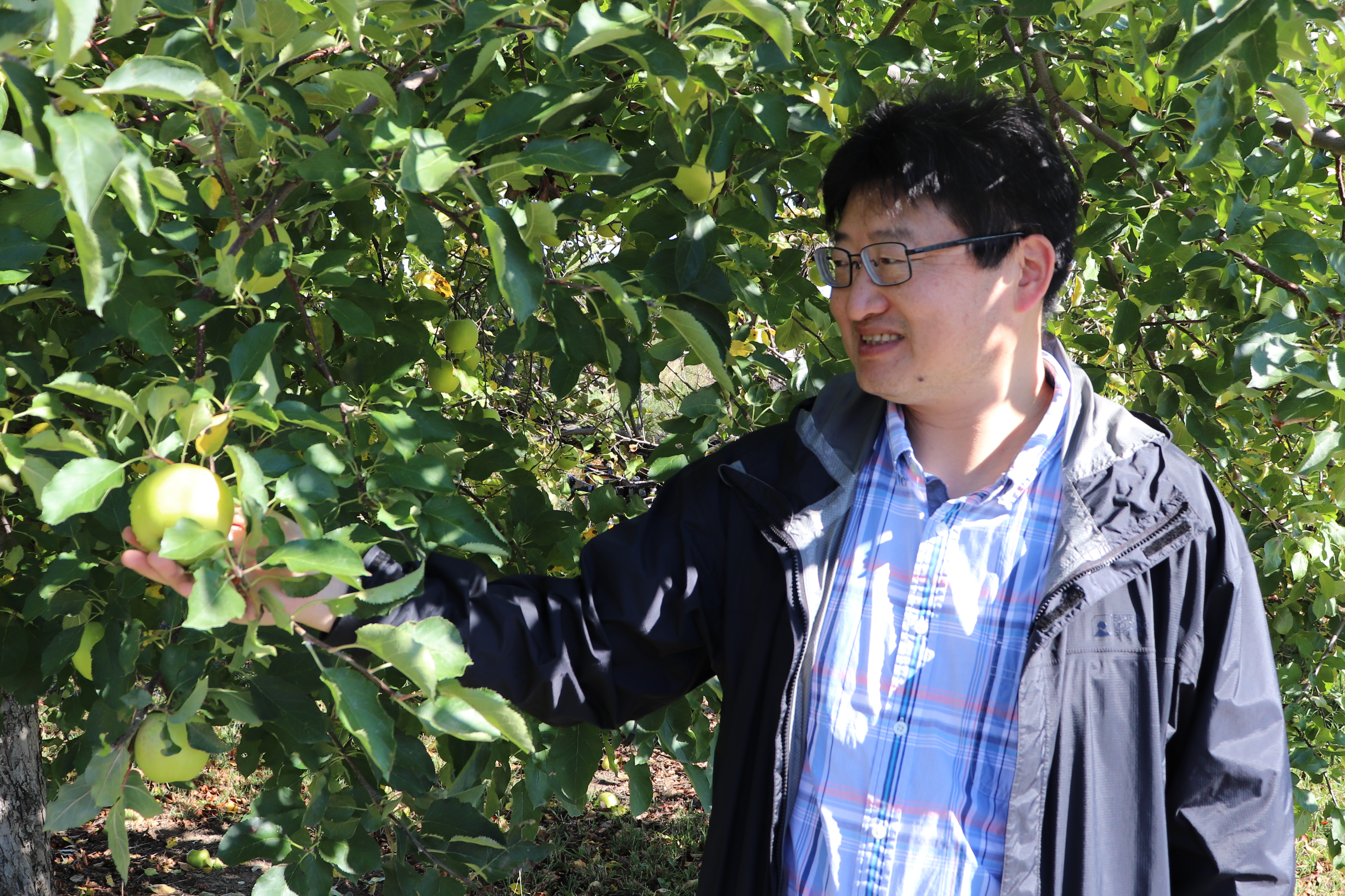 A medium shot of Zhangjun Fei under an apple tree, holding a green apple that is still on the branch in his right hand.