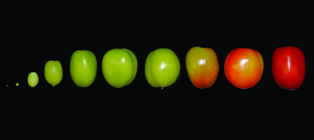 Tomato fruit throughout development