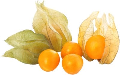 Save the Date: October 24th, 2018- Physalis Harvest Event