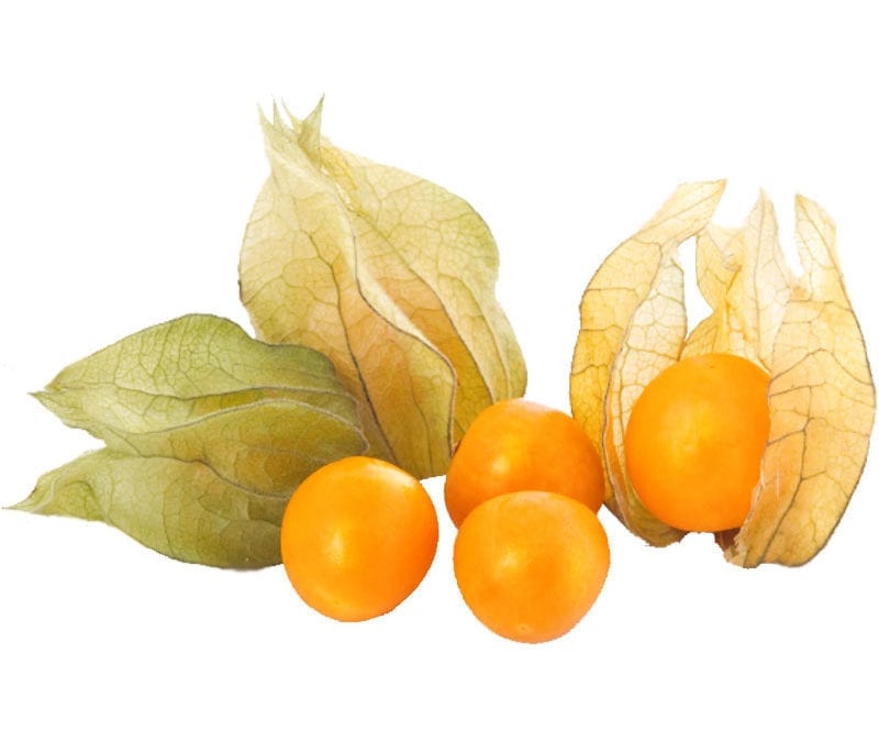 Save the Date: October 24th, 2018- Physalis Harvest Event