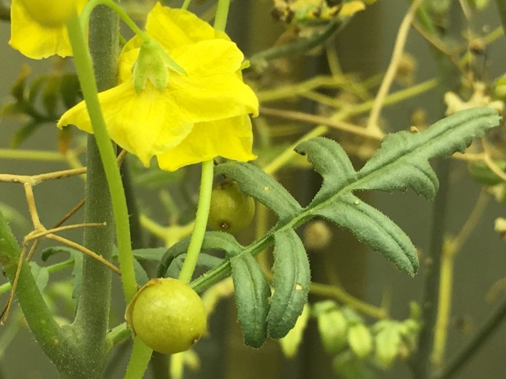 Wild Tomato plant with fruit starting to grow