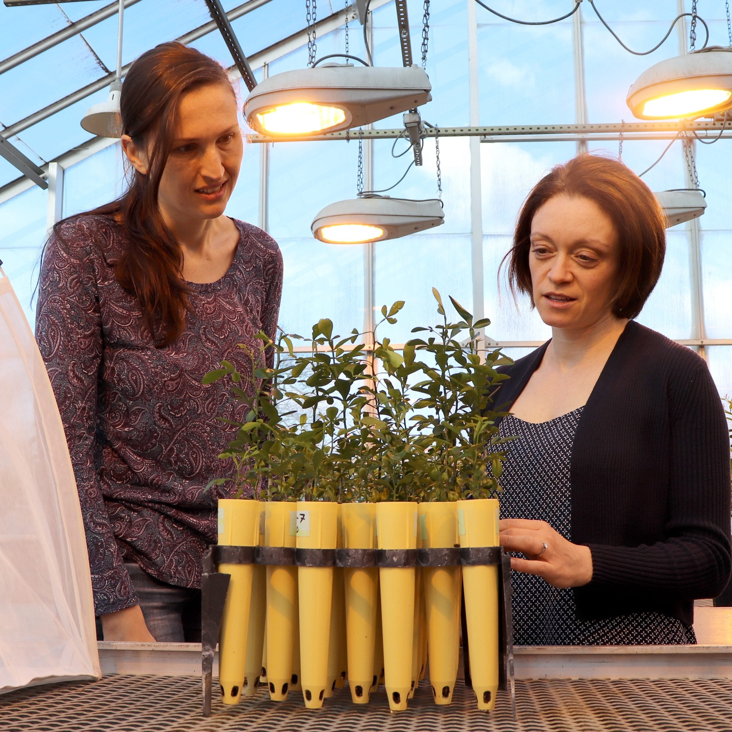 A medium picture of BTI’s Laura Fleites (left) and Michelle Heck (right) looking at a tray of about a dozen small citrus seedlings in a greenhouse.