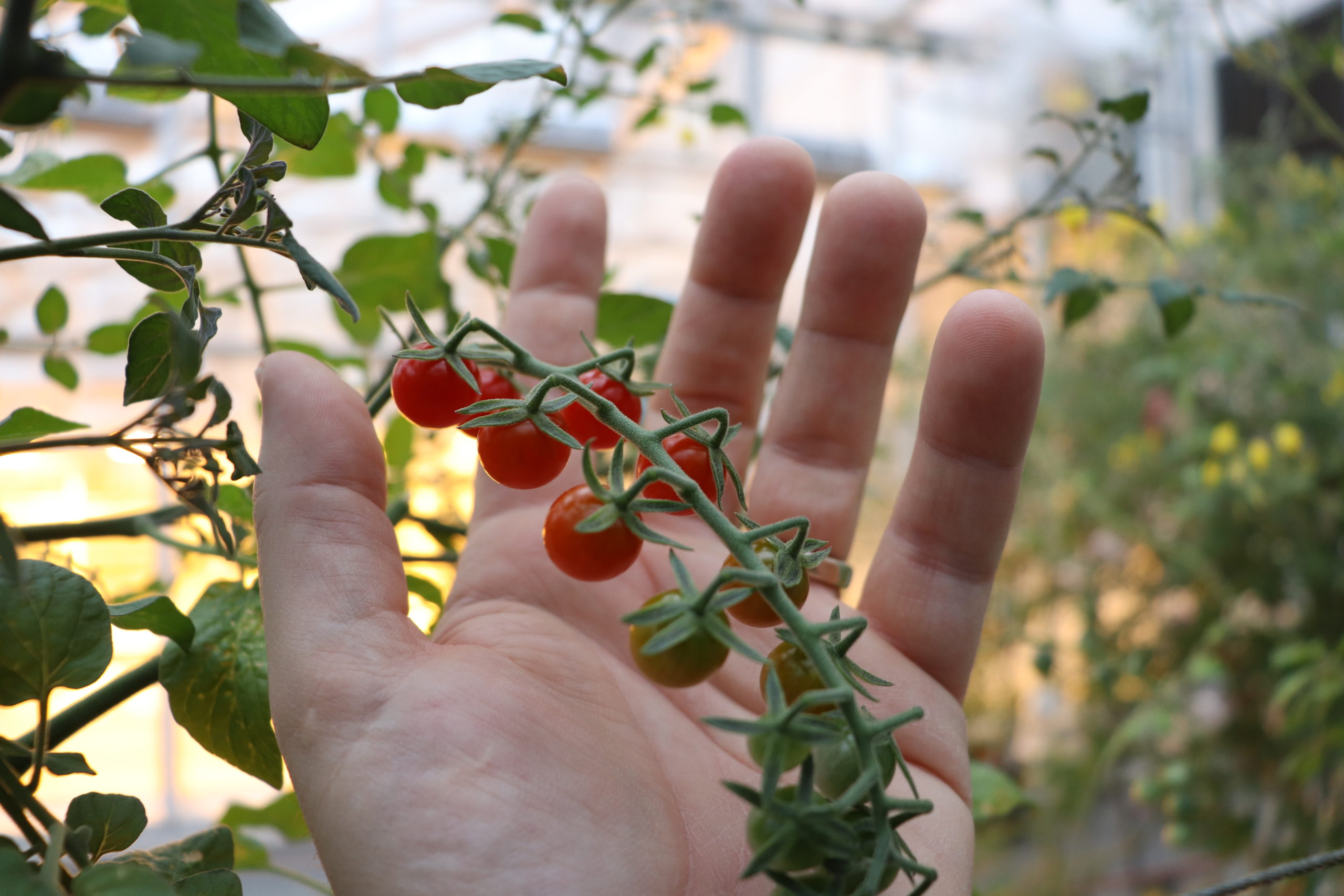 A closeup photo of a branch of Solanum pimpinellifolium fruits in a hand. The fruits are still on the plant, and are all in a row, about 14 of them. The fruit closest to the plant are bright red, and they gradually turn green as you get farther from the plant towards the end of the branch. The fruits look like tiny tomatoes, about the size of blueberries.
