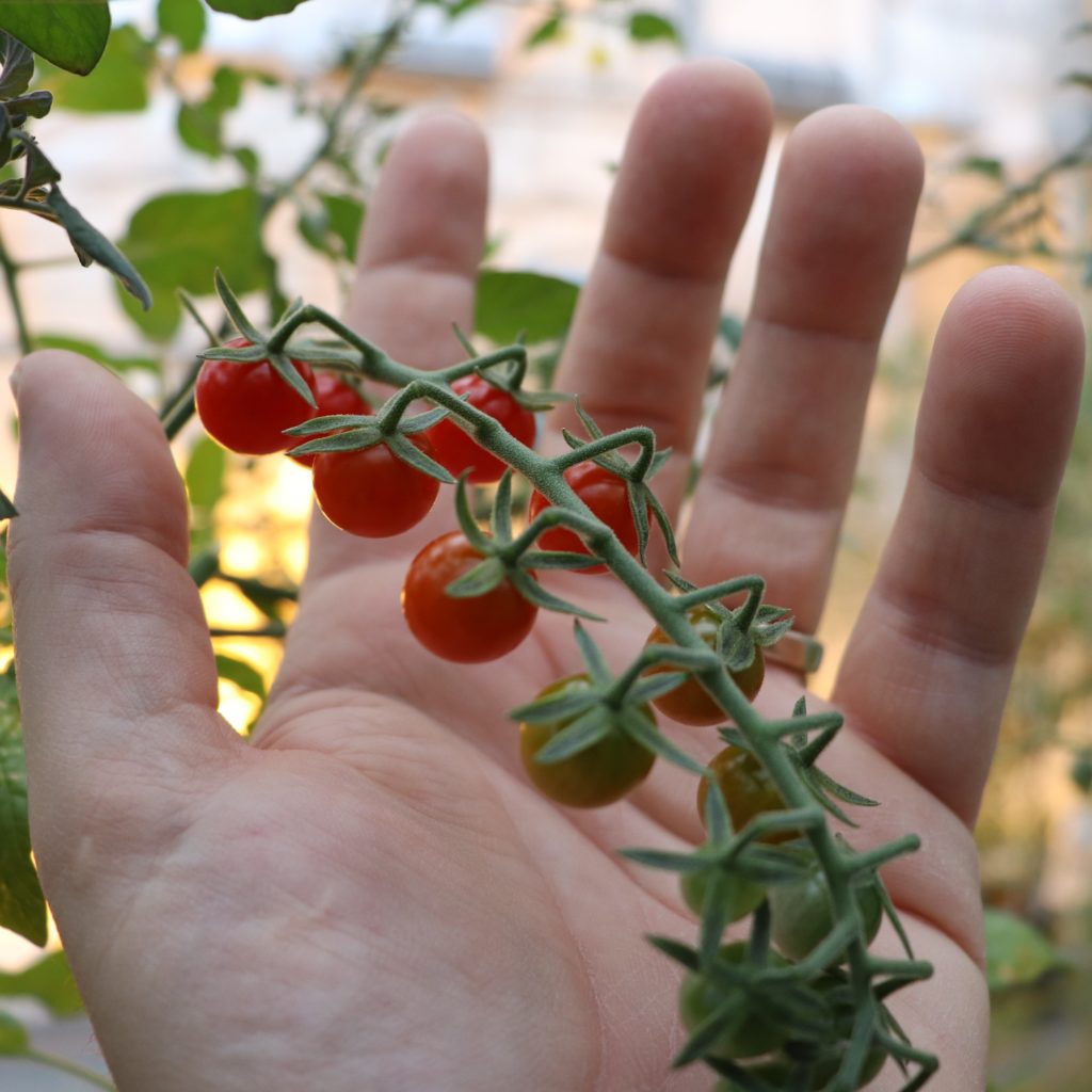 A closeup photo of a branch of Solanum pimpinellifolium fruits in a hand. The fruits are still on the plant, and are all in a row, about 14 of them. The fruit closest to the plant are bright red, and they gradually turn green as you get farther from the plant towards the end of the branch. The fruits look like tiny tomatoes.