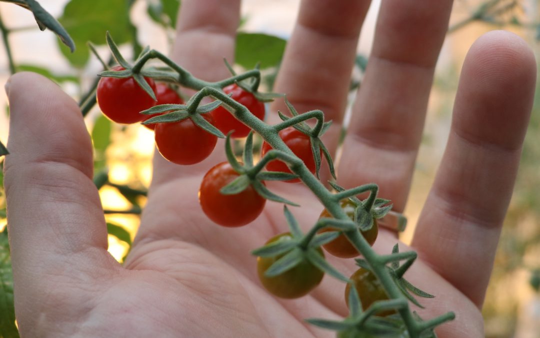 Tomato’s Wild Ancestor Is a Genomic Reservoir for Plant Breeders
