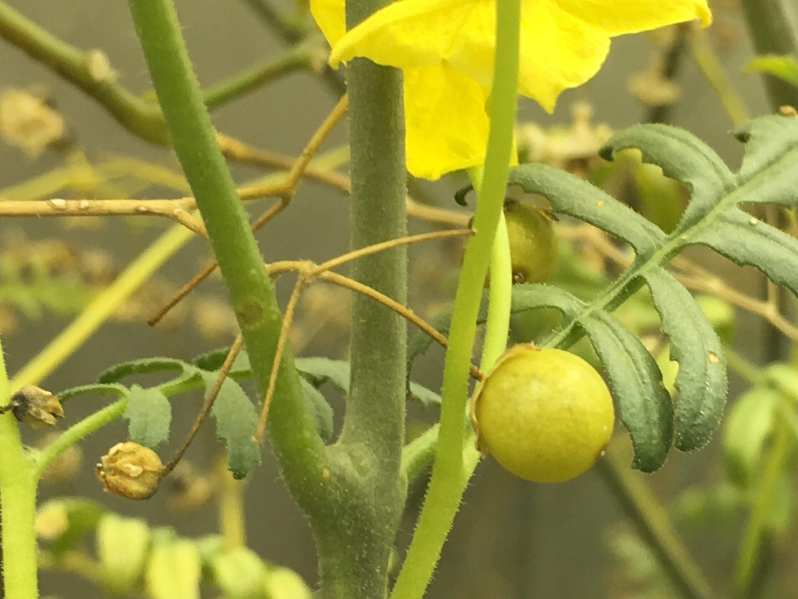 Closeup picture of a Solanum lycopersicoides fruit hanging from the plant. The fruit is about the size of a blueberry and yellow.
